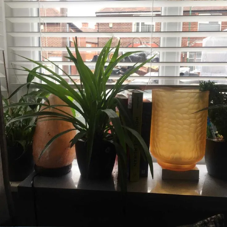 Lamp and plants in the counselling room